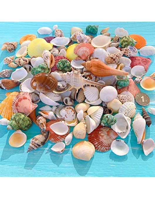 Amazon.co.jp: 【貝殻の問屋さん】貝殻セット ミックスシェル（約10